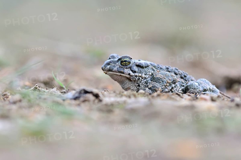 Green Toad (Bufo viridis complex)