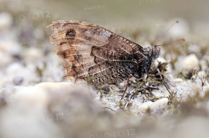 Grayling butterfly (Hipparchia semele)