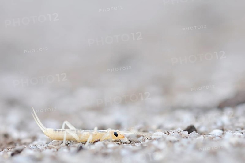 Tawny Earwig or Giant Earwig (Labidura riparia)