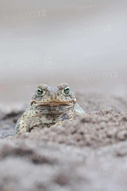 Natterjack Toad (Bufo calamita) in a former open-cast mine near Finsterwalde