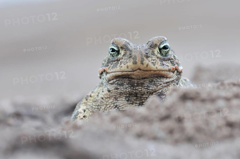 Natterjack Toad (Bufo calamita) in a former open-cast mine near Finsterwalde