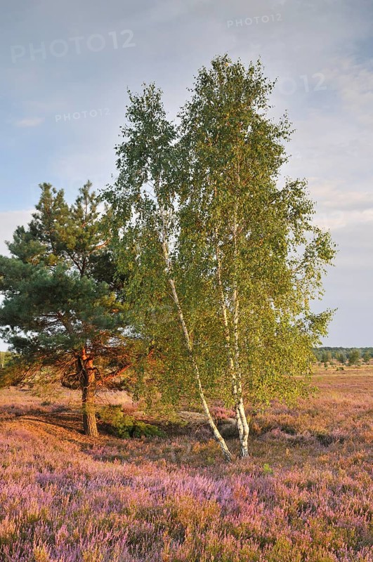 Heath area on a former military training area