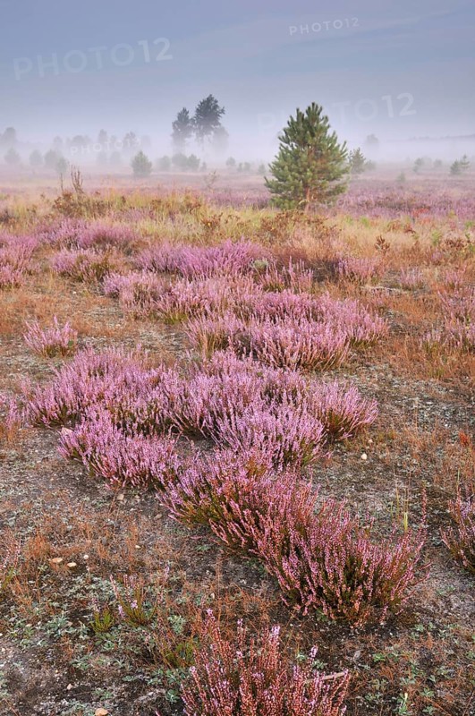 Morning fog on the heath area on a former military training area