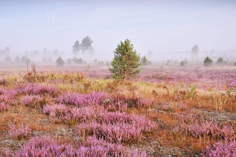 Morning fog on the heath area on a former military training area