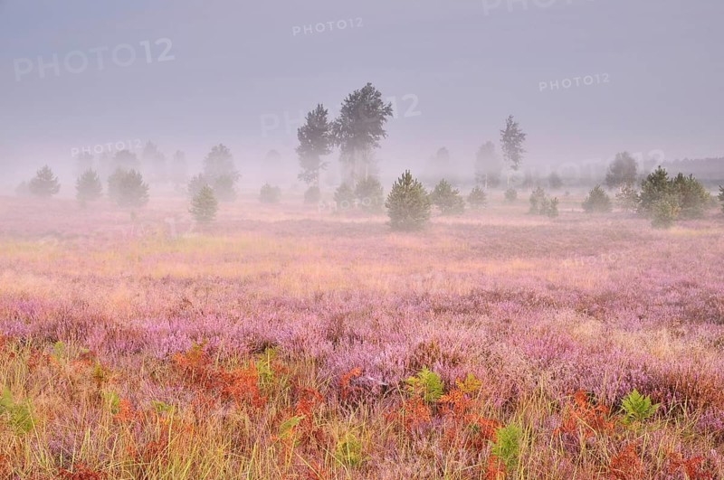 Morning fog on the heath area on a former military training area