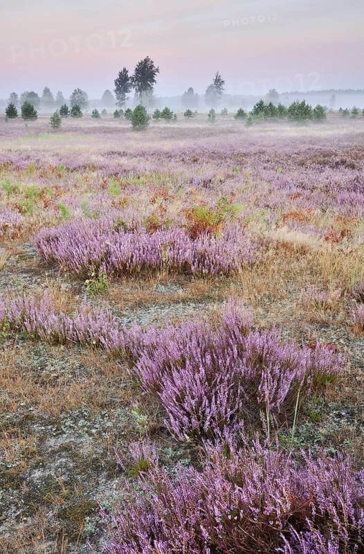 Morning fog on the heath area on a former military training area
