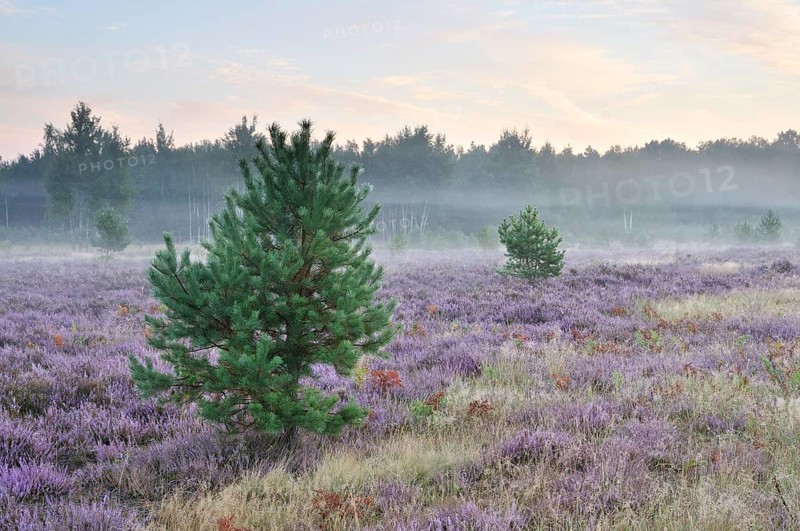 Morning fog on the heath area on a former military training area