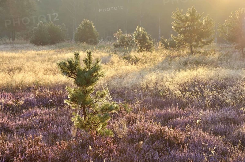 Heath area on a former military training area