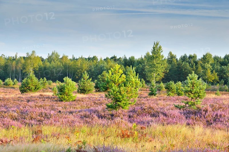 Heath area on a former military training area