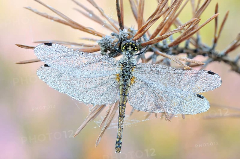 Black Darter (Sympetrum danae) dragonfly