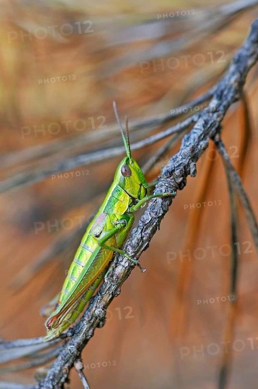 Small Gold Grasshopper (Euthystira brachyptera)