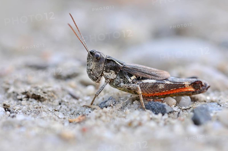 Gravel Bank Grasshopper (Chorthippus pullus)