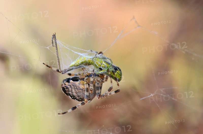 Small Gold Grasshopper (Euthystira brachyptera) being wrapped by a spider in a web