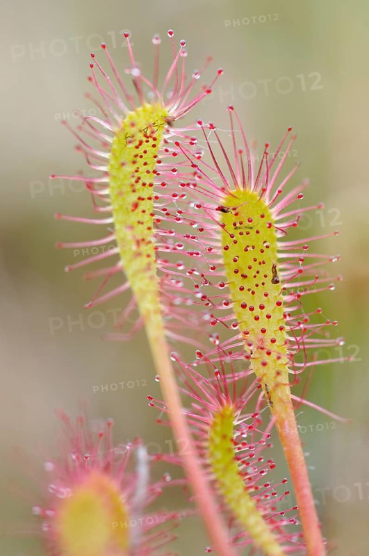 Sundew (Drosera)