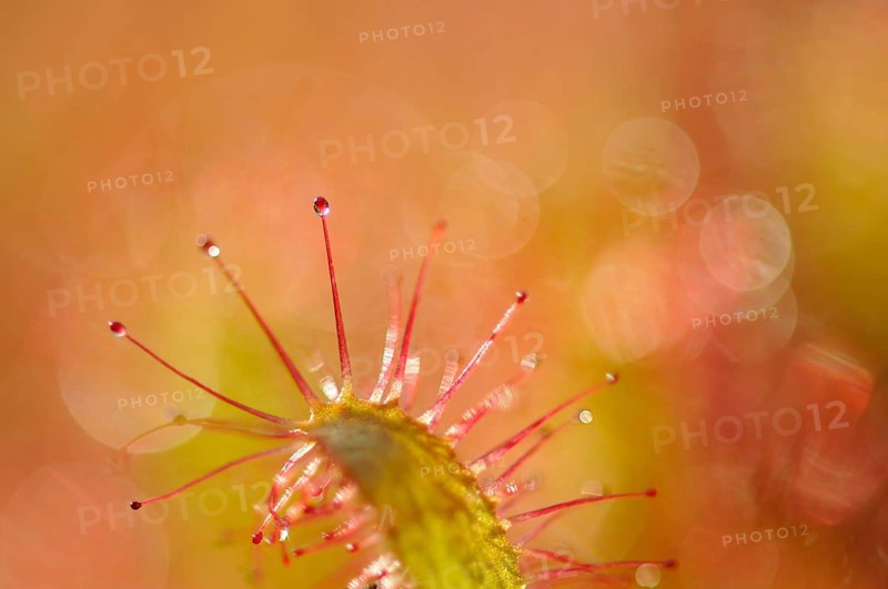Sundew (Drosera)