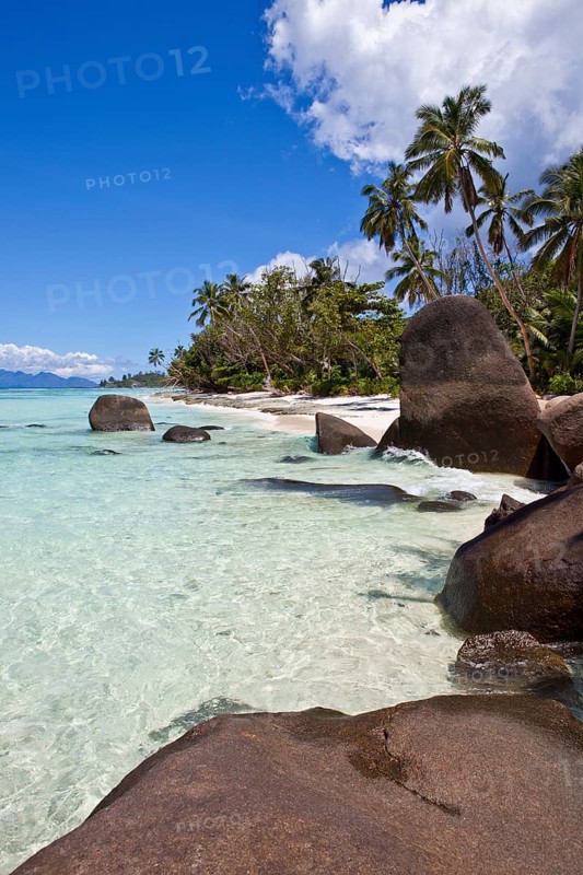 Coconut Palms (Cocos nucifera) and granite rocks on the beach of Anse La Passe