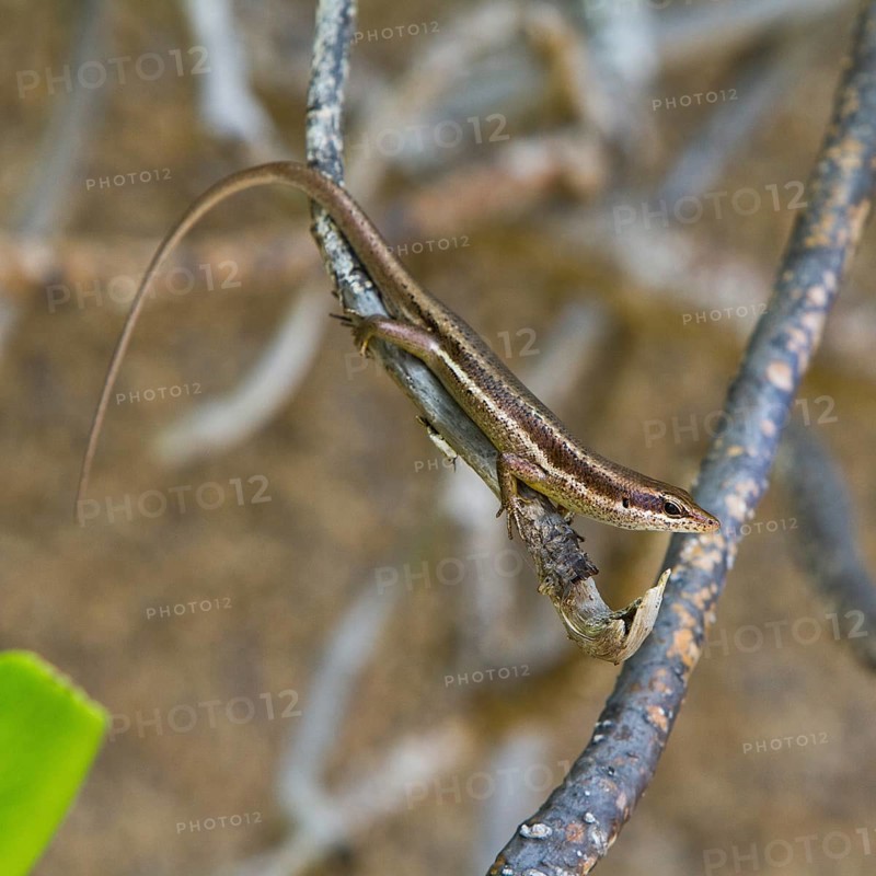 Seychelles Skink (Trachylepis seychellensis)