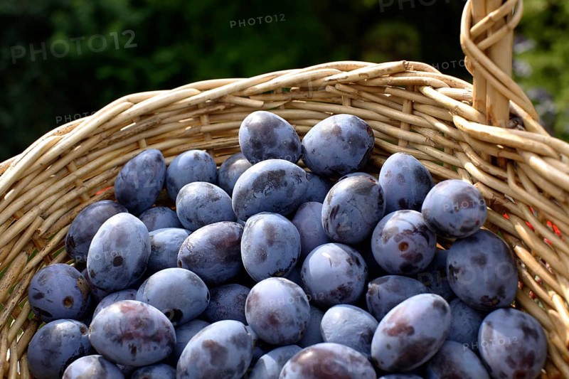 A basket full of plums