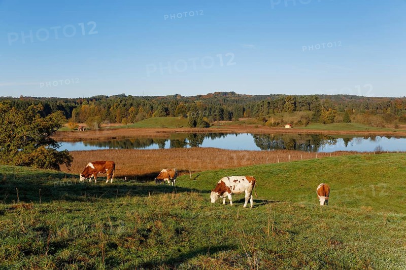 Cows in the pasture