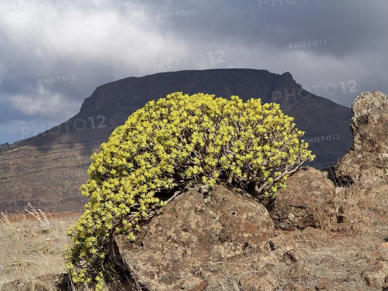Flowering Berthelot Spurge (Euphorbia berthelotii)