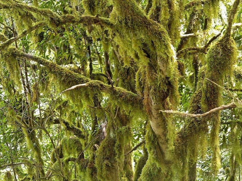 Moss-covered trees