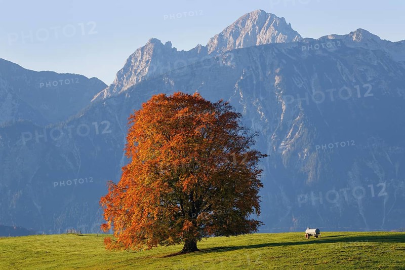 Autumnal Beech (Fagus sylvatica)