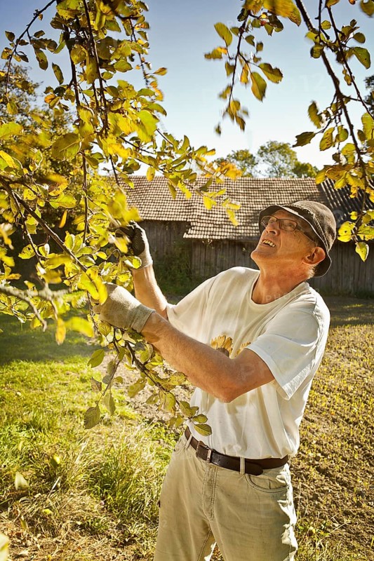 Man at the apple harvest