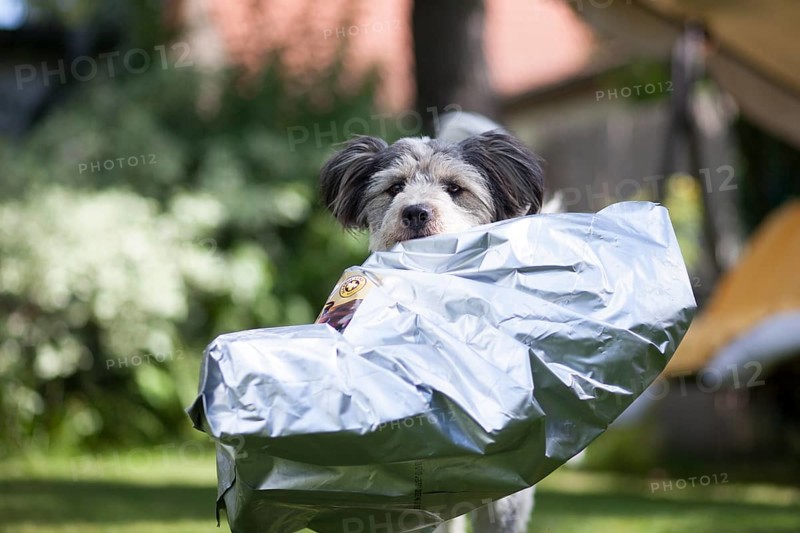 Mixed-breed dog carrying an empty feed bag in its mouth