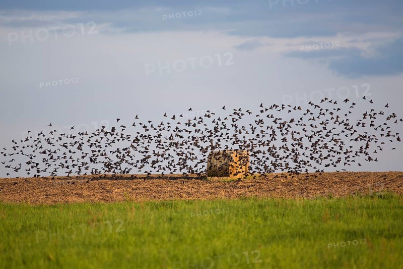 Flock of Skylarks (Alauda arvensis) on a field at the Havel Canal near Potsdam-Paaren