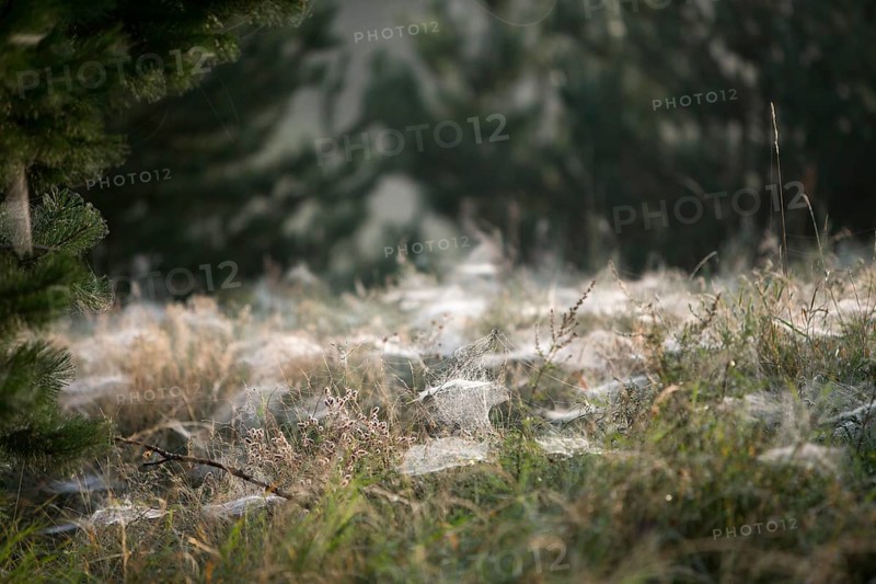 Cobwebs of dwarf spiders (Linyphiidae) on a meadow in the morning dew