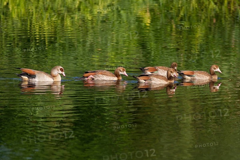 Nile Geese (Alopochen aegyptiacus) with chicks on the Havel Canal near Potsdam-Paaren