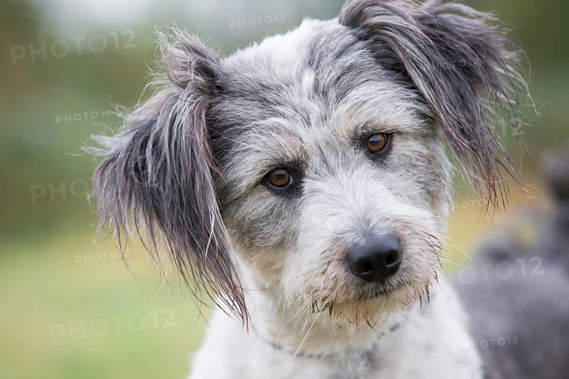 Briard mongrel
