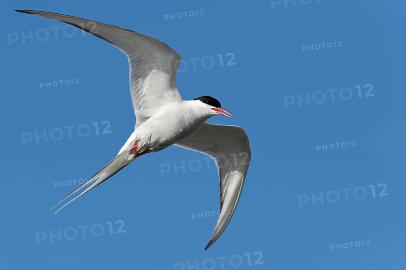 Arctic Tern (Sterna paradisaea)