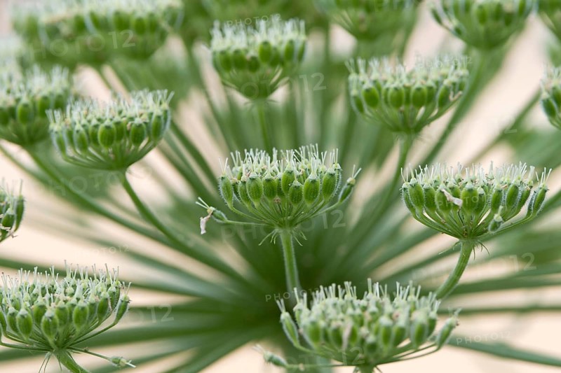 Hogweed (Heracleum sphondylium)