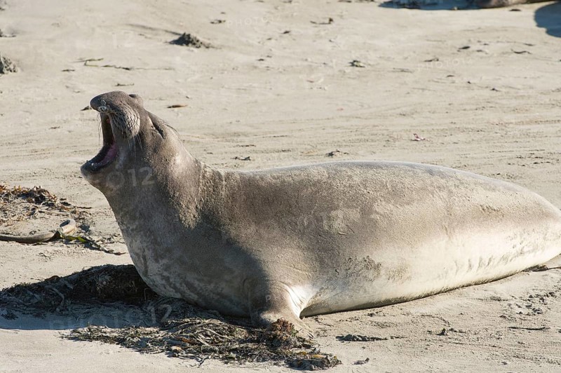 Northern Elephant Seal (Mirounga angustirostris) with its mouth wide open