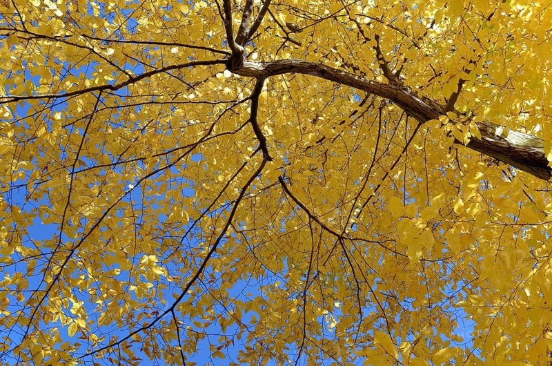 European or Common Hornbeam (Carpinus betulus) with autumn colours