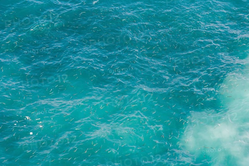 Fish in the waters of Europa Point