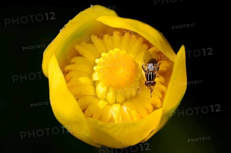 Common Sonnenschwebfliege hoverfly (Helophilus pendulus) on flower of Yellow pond lily (Nuphar lutea)