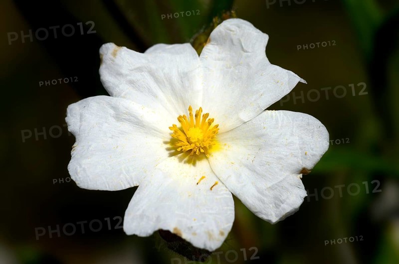 Montpellier Rockrose