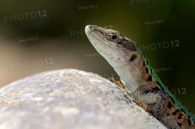 Italian wall lizard