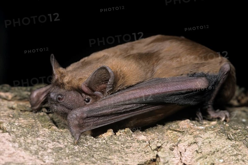 Common Noctule (Nyctalus noctula)