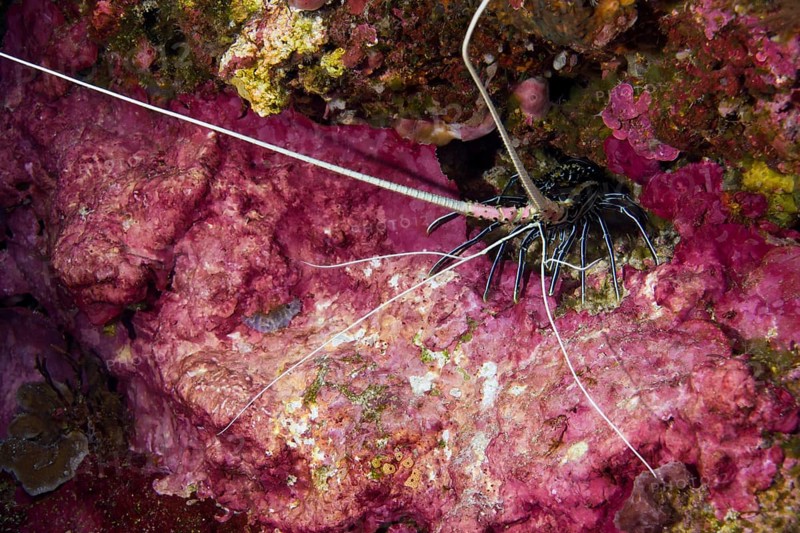 Painted Spiny Lobster (Panulirus versicolor) in a cave with colourful coral