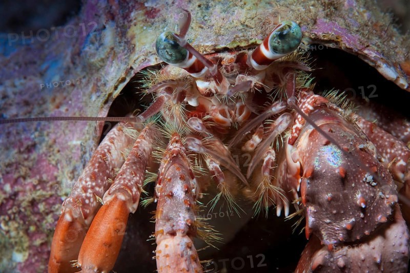 Anemone Hermit Crab (Dardanus pedunculatus)