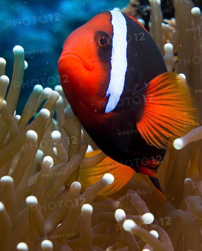 Tomato Clownfish (Amphiprion frenatus)