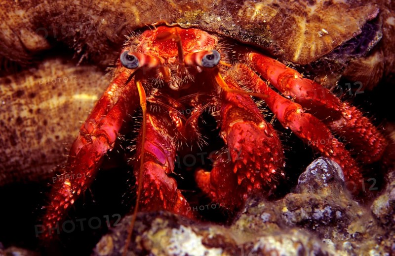 Red Hermit Crab (Dardanus arrosor) with a parasitic anemone