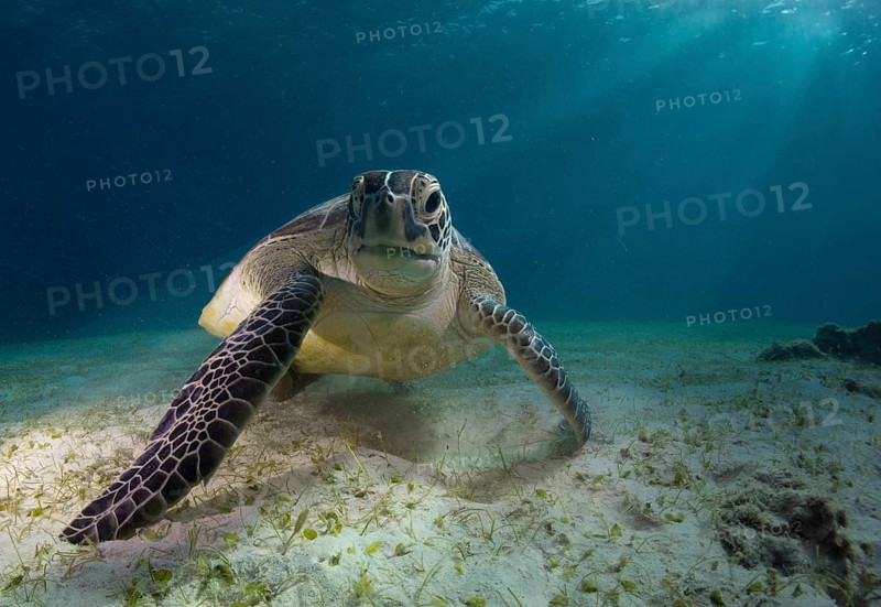 Green Sea Turtle (Chelonia mydas)