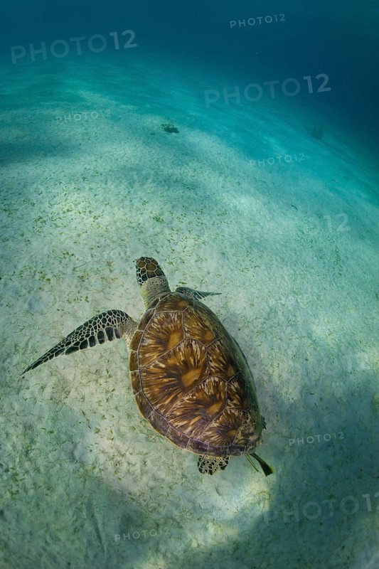 Green Sea Turtle (Chelonia mydas)