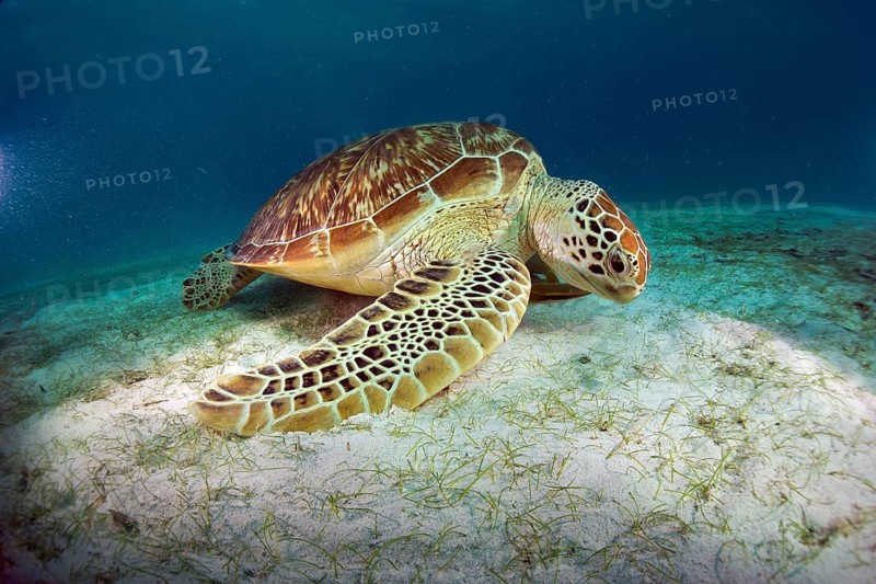 Green Sea Turtle (Chelonia mydas) eating seagrass