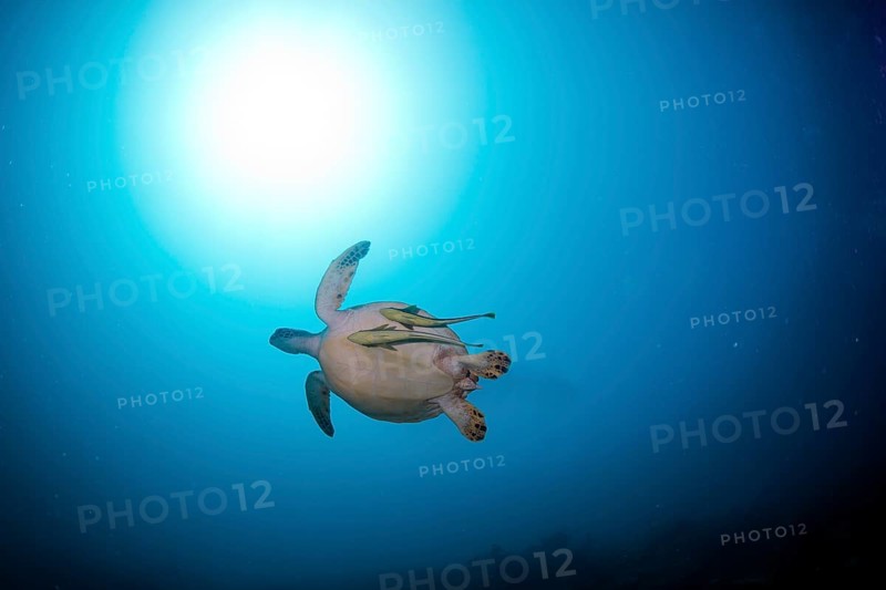 Green Sea Turtle (Chelonia mydas) with remoras or suckerfishes