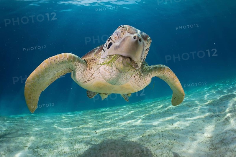 Green Sea Turtle (Chelonia mydas)